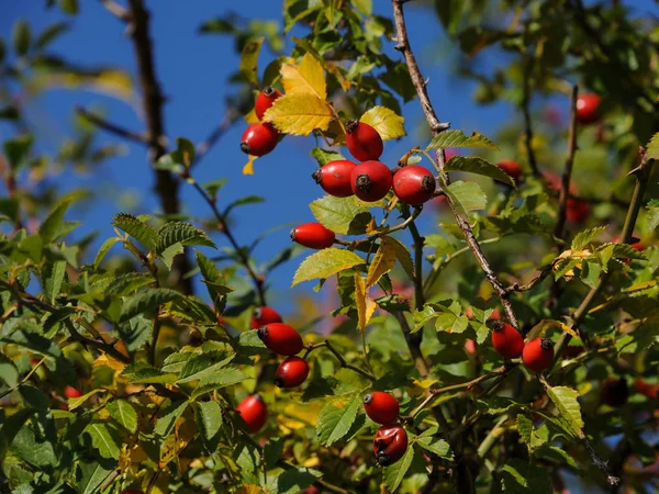 Rose hips mavi gökyüzü ile bir Bush