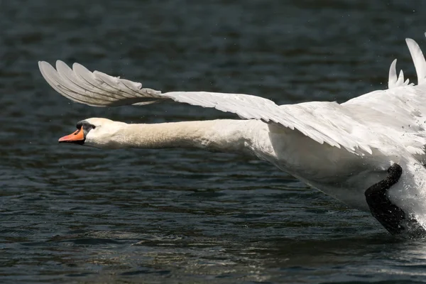 Un cisne mudo despegando del agua —  Fotos de Stock