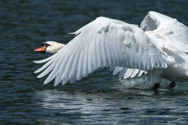 Un cisne mudo aterrizando en el agua —  Fotos de Stock