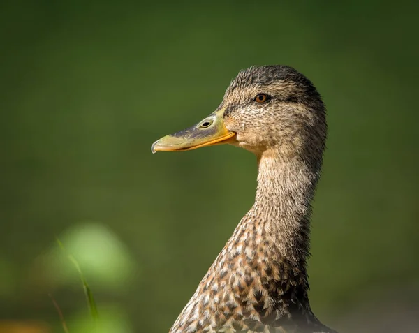 Porträt einer Stockente, grüner Hintergrund — Stockfoto