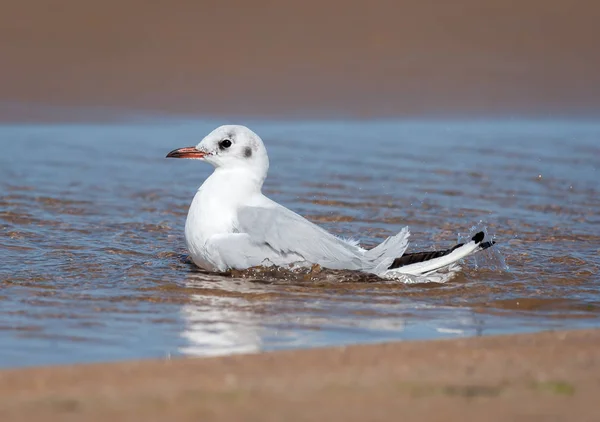 En skrattmås bada på stranden i en pöl av vatten — Stockfoto