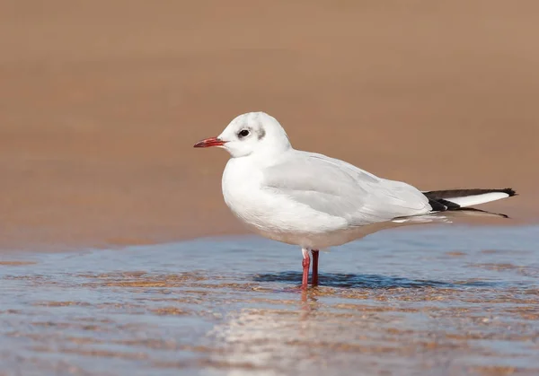 Een kokmeeuw staande in een plas water op het strand — Stockfoto