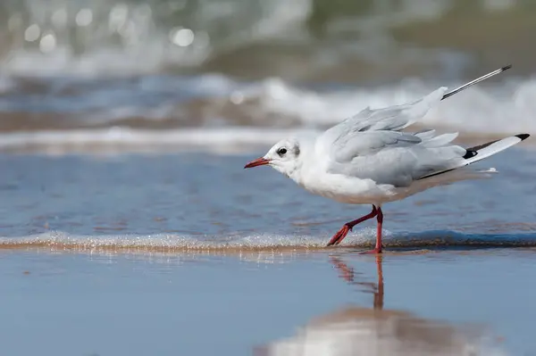 En skrattmås promenerar på stranden — Stockfoto