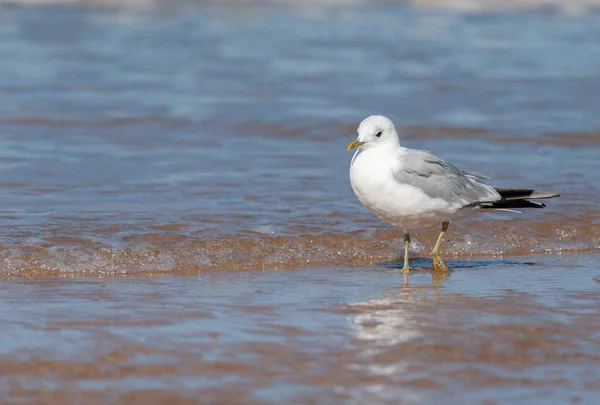 Een gemeenschappelijk meeuw staande op het strand — Stockfoto