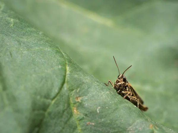 A small grasshopper sitting on a cabbage leaf — Stock Photo, Image