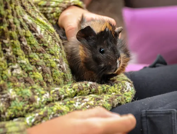 Bir çocuğun elinde genç eskiden şiling şimdi domuz