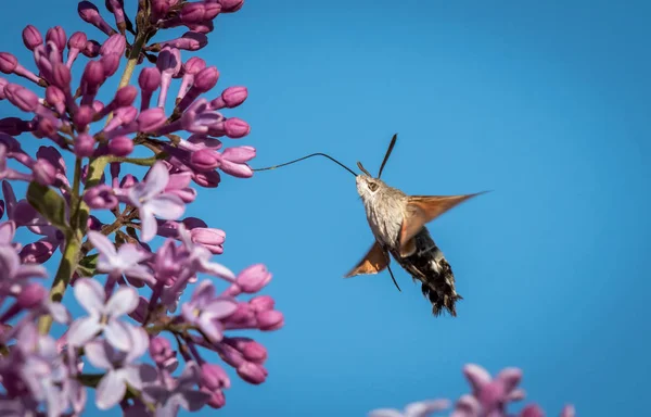 Hummingbird hawk-moth feeding on blossoms of lilac