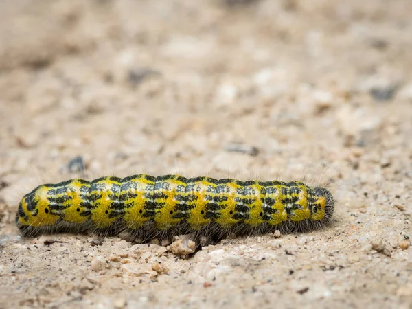 Chenille poilue marche à travers une route sablonneuse — Photo