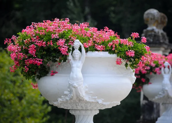 Red flowers in an old white ornamented plant pot — Stock Photo, Image