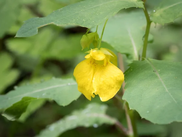 Flower closeup of a touch-me-not balsam (Impatiens noli-tangere) — Stock Photo, Image