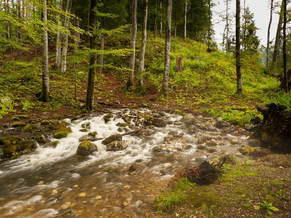 Origen de un pequeño río en el bosque, primavera kárstica — Foto de Stock