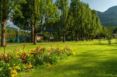 Çiçek yatak ağaçlar ve bir parkta yaz çayır