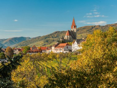 Weissenkirchen Wachau Avusturya sonbahar renkli yaprakları ve viney