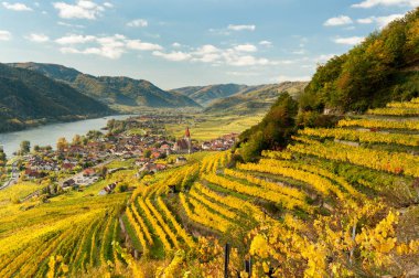 Weissenkirchen Wachau Avusturya sonbahar renkli yaprakları ve viney