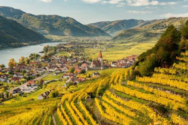 Weissenkirchen Wachau Avusturya sonbahar renkli yaprakları ve viney