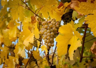 Sonbahar renkli l Avusturya'da Weissenkirchen Wachau yakınındaki üzüm bağları