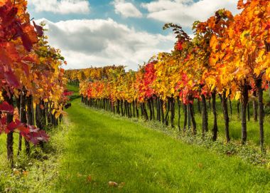 Sonbahar renkli l Avusturya'da Weissenkirchen Wachau yakınındaki üzüm bağları