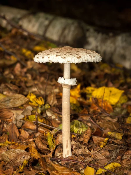 Macarrão parasol crescendo em uma floresta decídua — Fotografia de Stock