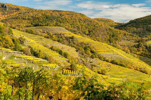 Виноградники возле Вайсенкирхен Вахау Австрия осенью цветной л — стоковое фото