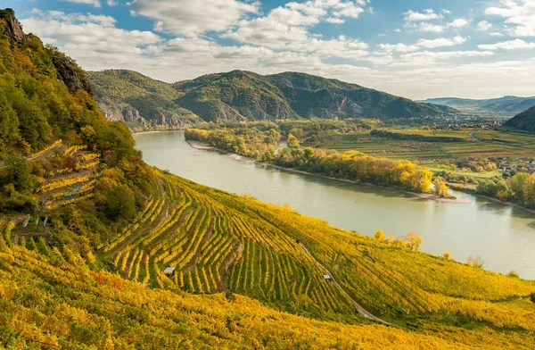 Vineyards near Weissenkirchen Wachau Austria in autumn colored l — Stock Photo, Image