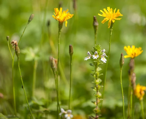 Avusturya Alplerinde çayırda yaz aylarında çiçeklenir