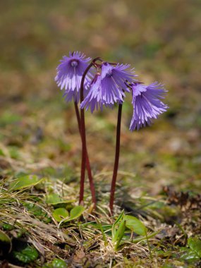 Snowbell, Soldanella (Schneeberg Avusturya Alpleri'nde)