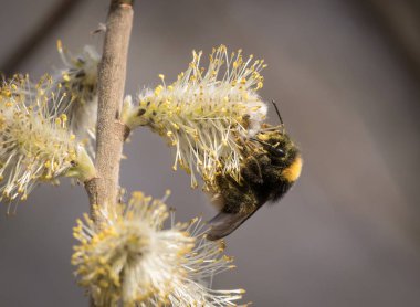 Willow çiçekleri üzerinde bahar besleme bumblebee