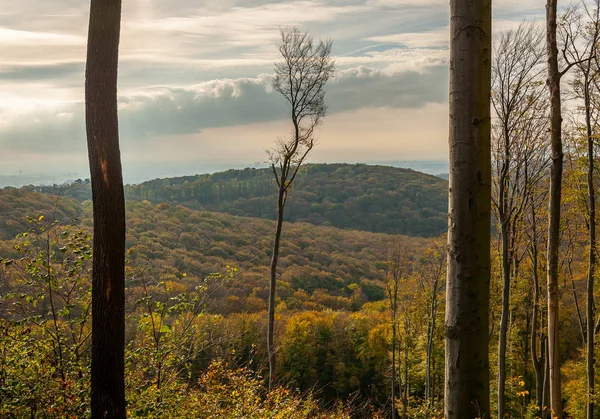 Bosque caducifolio cerca de Viena, Austria en otoño — Foto de Stock