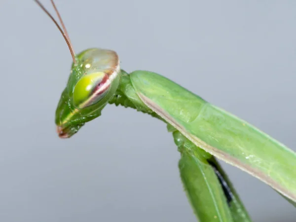 Portrét zelený dospělých Mantis religiosa — Stock fotografie