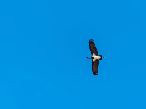 En ung svart stork flyger blå himmel — Stockfoto