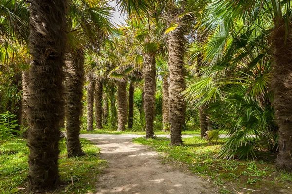 Caminho através de palmeiras em um parque — Fotografia de Stock