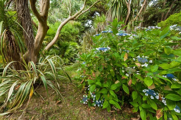 Arbusto florido em um jardim botânico na Normandia — Fotografia de Stock