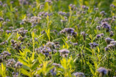 Sonbahar çiçekleri Phacelia alanında ayrıntılarını