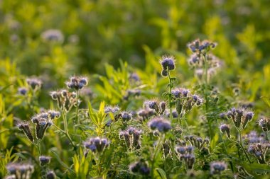 Sonbahar çiçekleri Phacelia alanında ayrıntılarını
