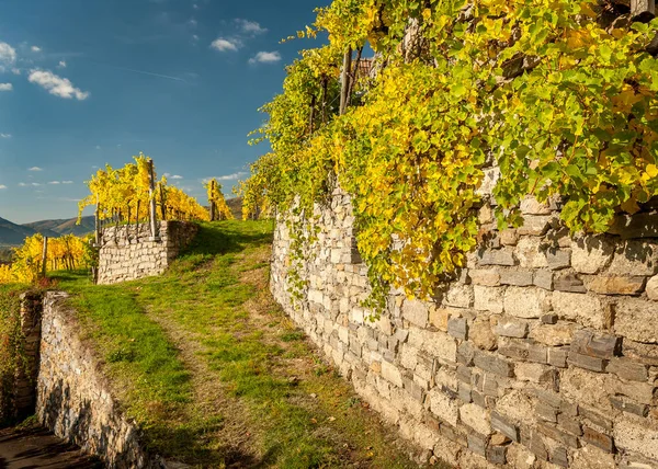 Старые виноградники и каменная стена возле Вайсенкирхен осенью — стоковое фото