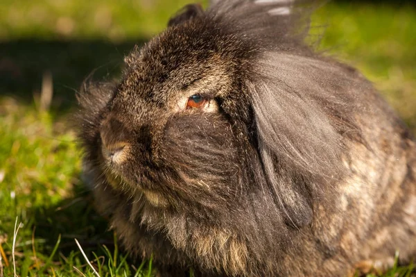 Retrato de um coelho peludo à luz solar — Fotografia de Stock