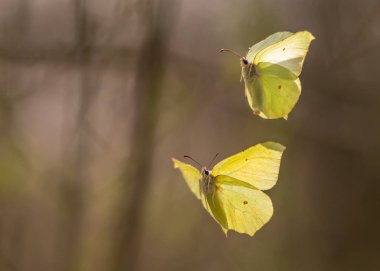 Two common brimstones flying in the air clipart
