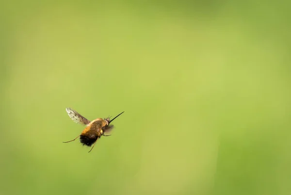 A bee fly flying in front of a blurry green background — Stock Photo, Image