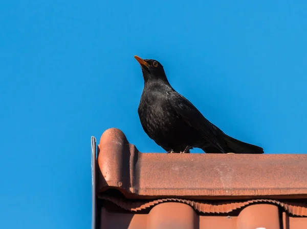 Um melro macho sentado em um telhado — Fotografia de Stock