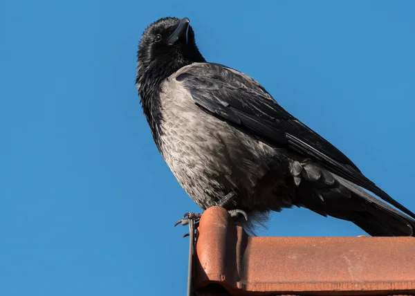 Carrion Crow, siedzący na dachu — Zdjęcie stockowe