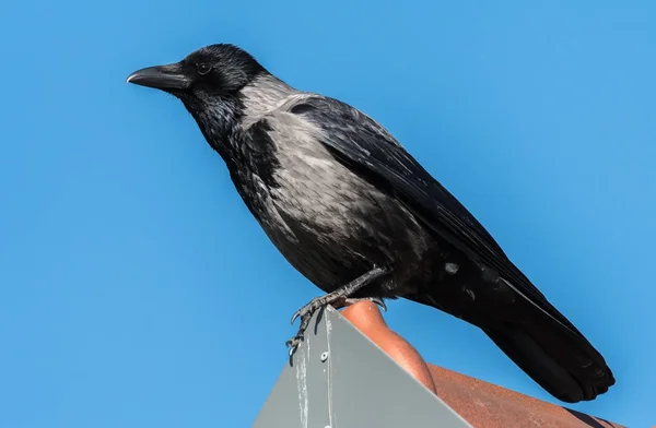 Um Corvo Carrion sentado em um telhado — Fotografia de Stock