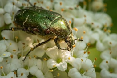A flower chafer feeding on white blossoms clipart