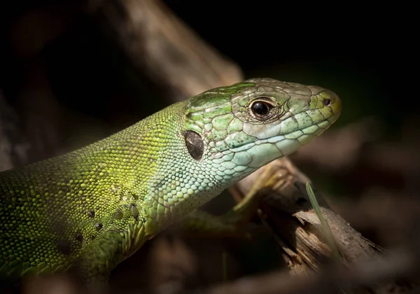 Портрет зеленої ящірки, що відпочиває на сонці — стокове фото
