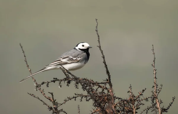 Une queue d'aigle blanche assise sur un buisson — Photo