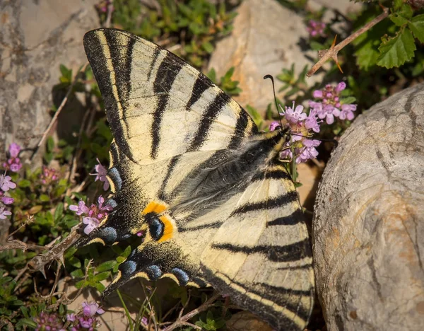 Ένα σπάνιο swallowtail τρέφονται με άνθη θυμαριού — Φωτογραφία Αρχείου