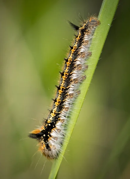Uma lagarta colorida sentada na grama na primavera — Fotografia de Stock