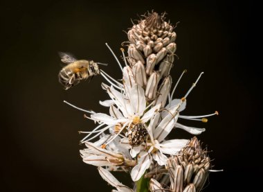 Asphod beyaz çiçekleri yaklaşan bir bumble bee closeup