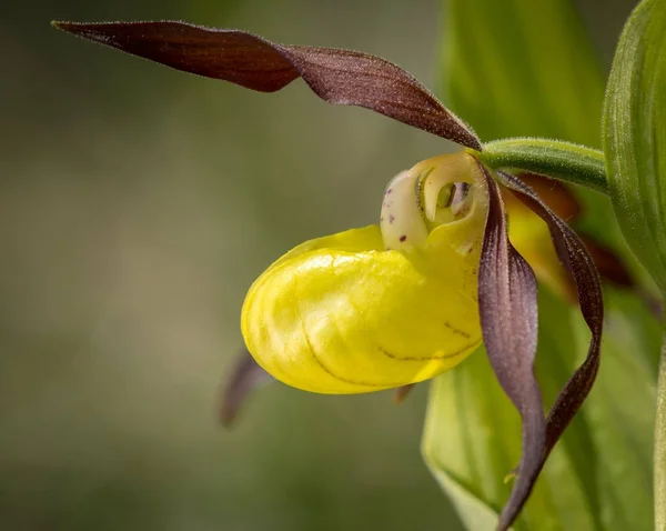 Closeup of a Lady's-slipper orchid in springtime — Stock Photo, Image