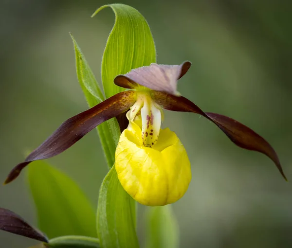 Closeup of a Lady's-slipper orchid in springtime — Stock Photo, Image