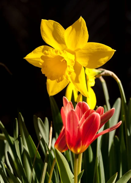 Giallo narciso vibrante davanti allo sfondo nero — Foto Stock